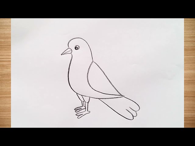 how to draw bird drawing easy step by step@DrawingTalent