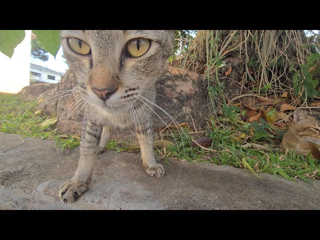 [ASMR] Petting street cats in Penang