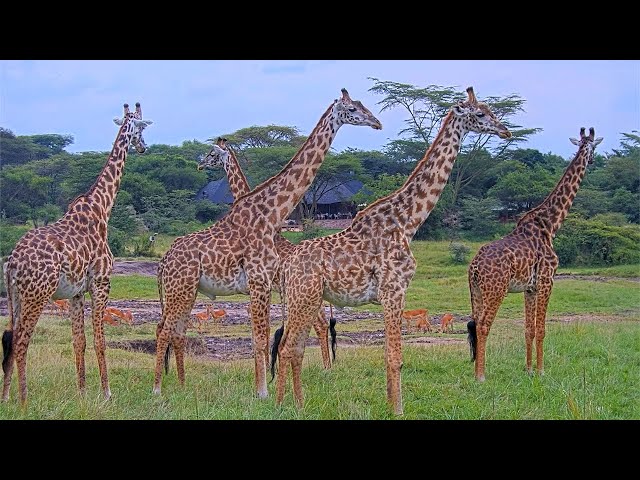 Live Safari - Masai Mara, Kenya