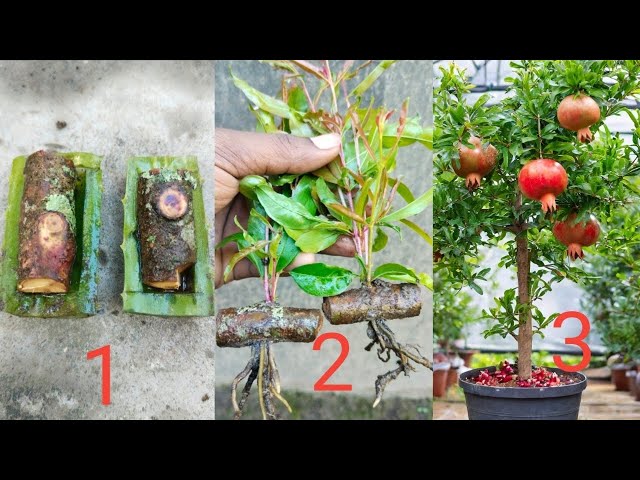 Pomegranate Plant | Super Special Way To Grow Pomegranate From Cutting Used Aloe Vera