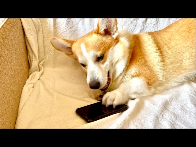 Corgi Answers Phone 😮