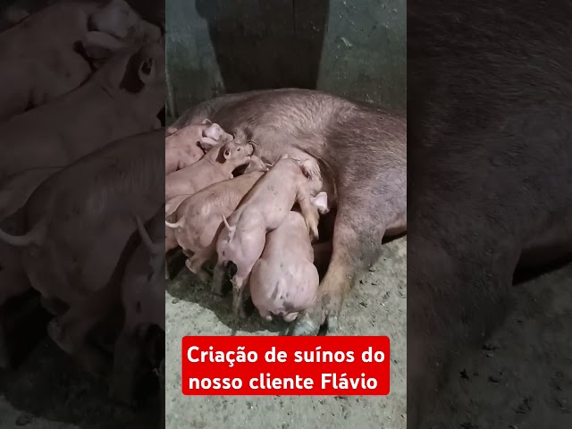 Criação de suínos do Flávio Herculano no sítio Santa Maria. #pig #porco