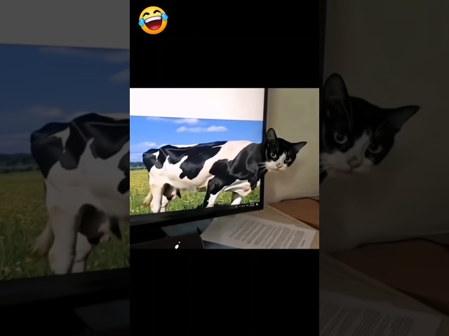 Cat | Cat funny Videos #shorts #youtubeshorts #trending #tiktok #youtube #funny #comedy