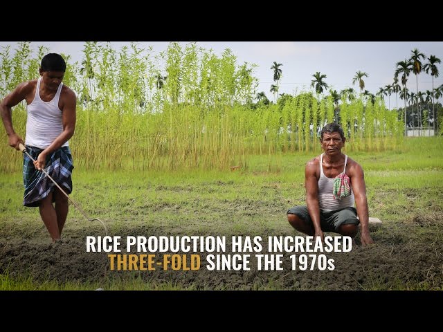 Improving Rice Varieties in Bangladesh