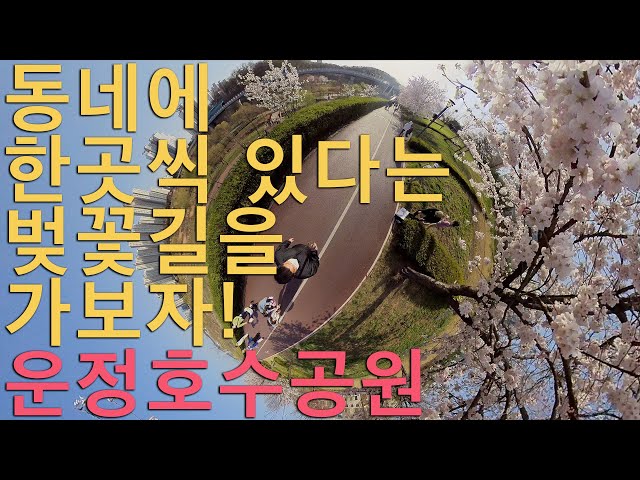 [UHD VR] Vlog #57 운정호수공원에서 벚꽃놀이 해보자! | 운정호수공원 | 벚꽃놀이 | 인스타360 one R | 루마퓨전