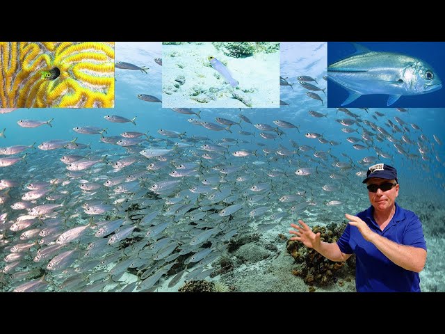 Return To Something Special Bonaire ep. 30 | A Diver's Life