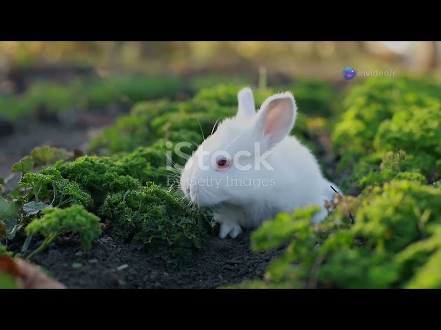 Magical Animal Adventures: A Journey Beyond Reality! Ai animation