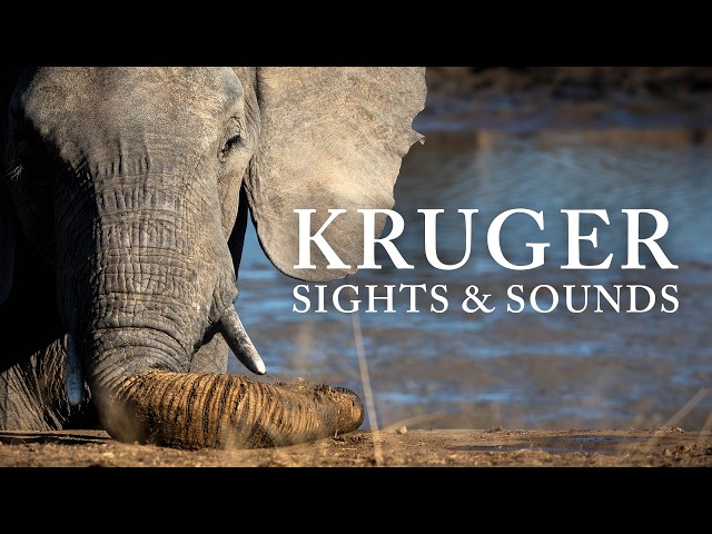 Kruger National Park | Sights, Sounds & Binaural 10Hz Alpha Waves