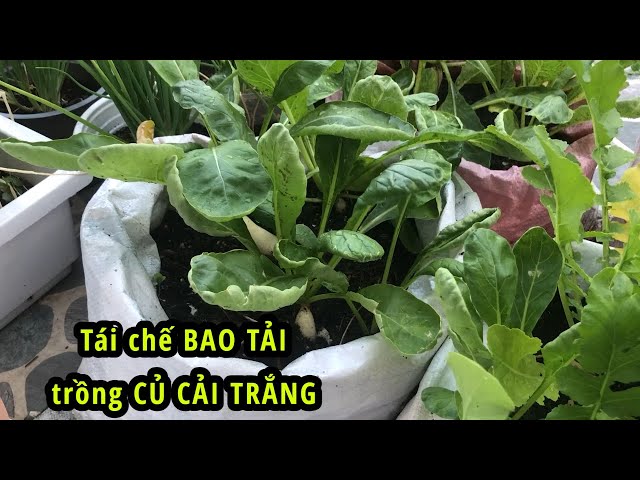 TÁI CHẾ BAO TẢI trồng CỦ CẢI TRẮNG siêu dễ thương