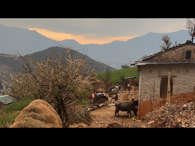 My Village Jiree Barekot Nepal || Evening Village Walking Tour || IamSuman