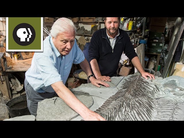 Discovering a New Ichthyosaur