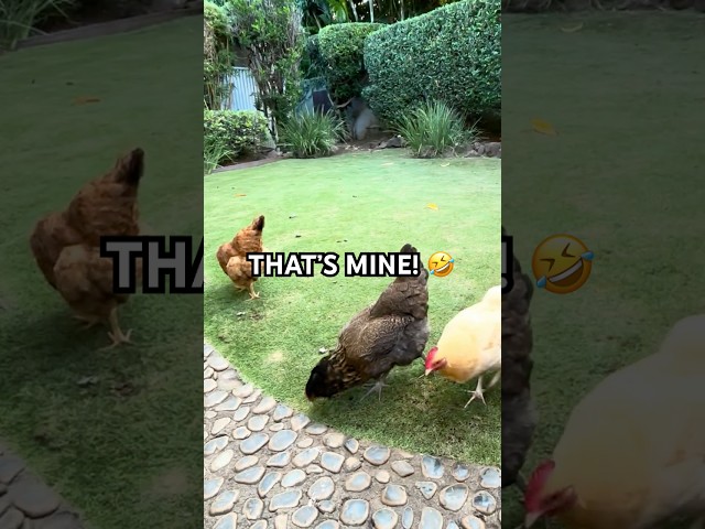 MINE MINE! My pet chickens fight over pepper lol