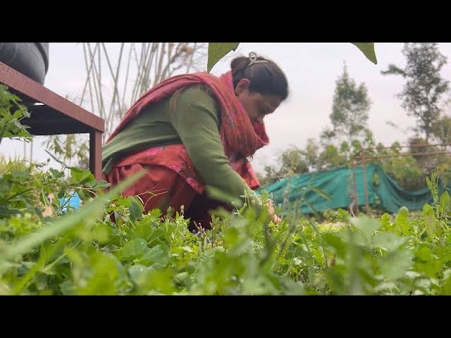 Harvesting|| Simple Skincare routine|| Village life|| Himachal Pradesh