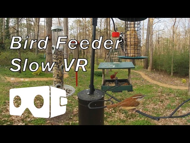 Backyard Birds VR - Relax with curious blue jays, cardinals, woodpeckers, chickadees