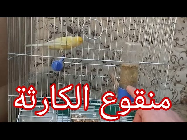 أقوى خلطة حديدية في عالم الطيور احذر ان تضعها لطيورك