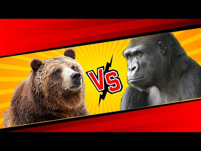 Grizzly Bear Vs Silverback Gorilla