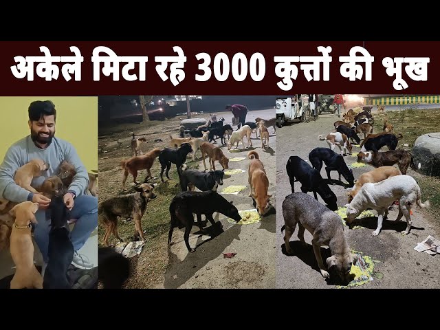 Noida ka yeh yuva rozana bharta hai 3000 stray dogs ka pet | Inspirational and Helpful Humans