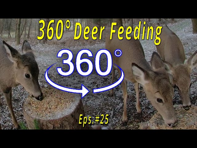 VR 360° Deer Feeding - You Control the View