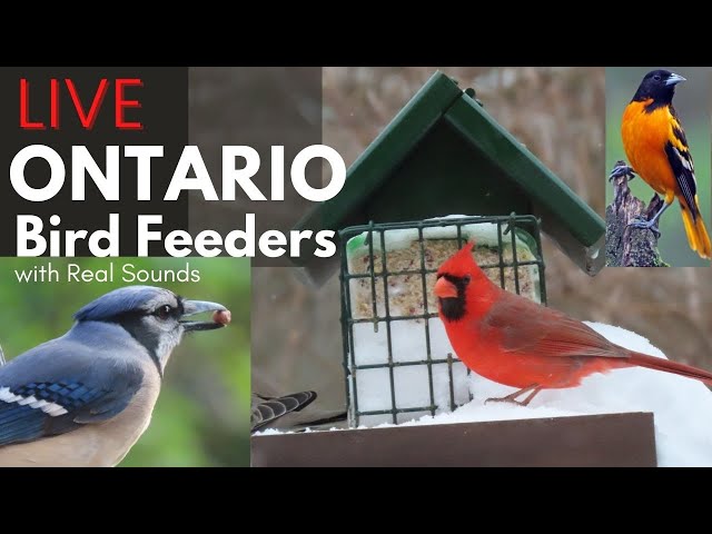 Live Birds of Southern Ontario - @BirdWings360  Feeder Watch Cam (with Relaxing Birds/Nature Sounds)