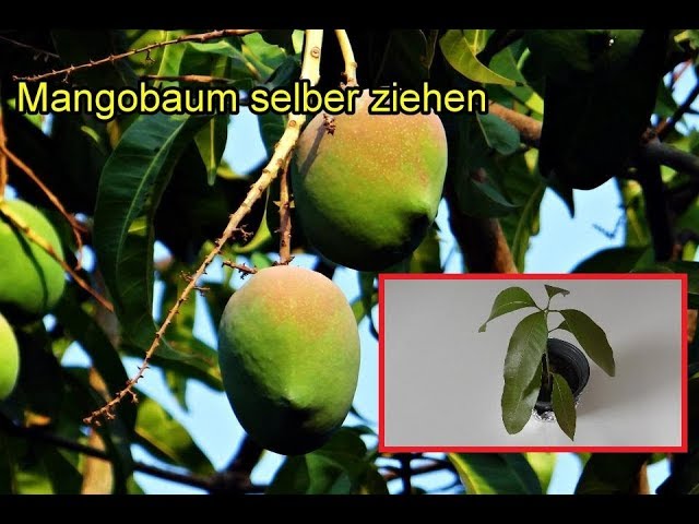 Mangobaum aus Kern selber ziehen – Mango Pflanzen züchten / Mangokern keimen lassen & einpflanzen