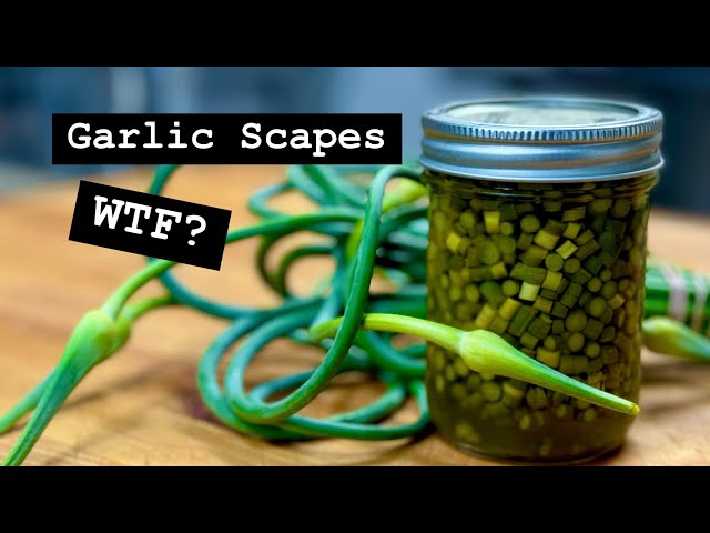 From Garden to Table: Crafting Flavor-Packed Homemade Garlic Scape Capers