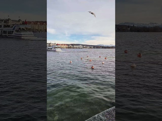 Sonntag Nachmittag Spaziergang Durch Zürichsee.