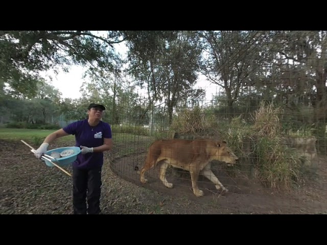 Cameron Lion Getting Fed 3D