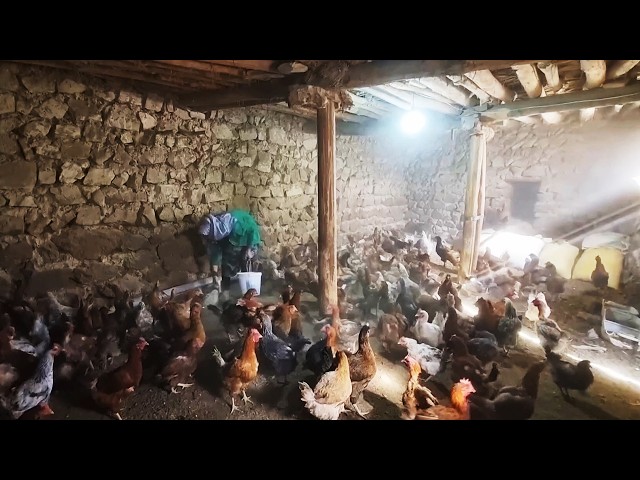 Nomadic Life Unveiled: Feeding Chickens and Family Bonding in the Mountains