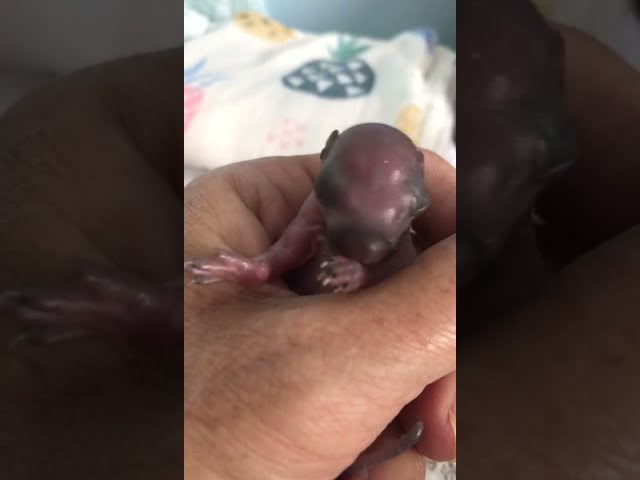 Tiny Baby squirrel 2 weeks after rescue .