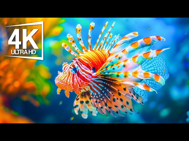 Everything You Need to Know About Lionfish: Lionfish are way more fascinating than you think