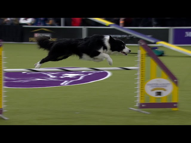 Shelby Cobra the Border Collie wins the 20" class | Westminster Kennel Club