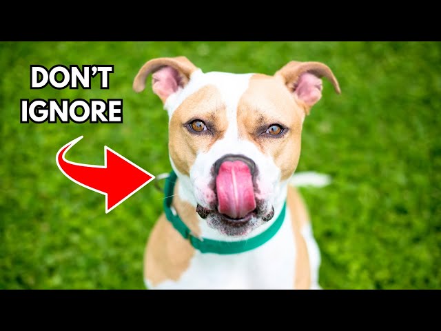 The Real Reason Dogs Lick Their Lips is Crazy! 🤯🐶