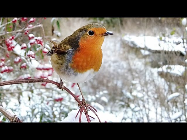 Beauty of Birds in Winter | Garden Birds | Robert E Fuller