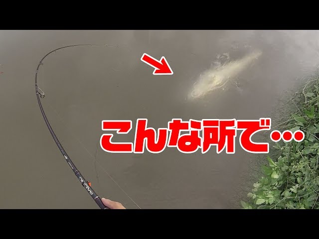 町の真ん中で海の魚が釣れた‼