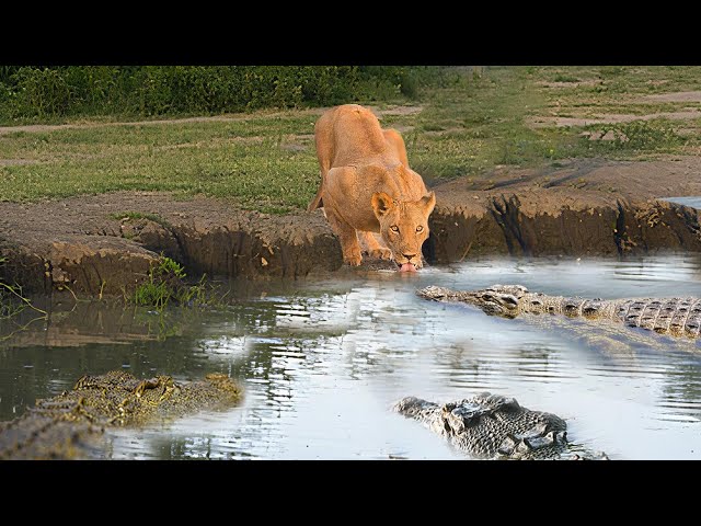 What Happens If A Baby Lion Crosses A River And Meets A Crocodile - Mother lion Fights The Crocodile