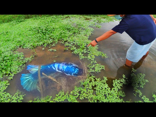 Amazing Fishing Video| Catch A lot Of Fish Delta, Double Tail, Half Sun Spadetail, Avatar Betta Fish