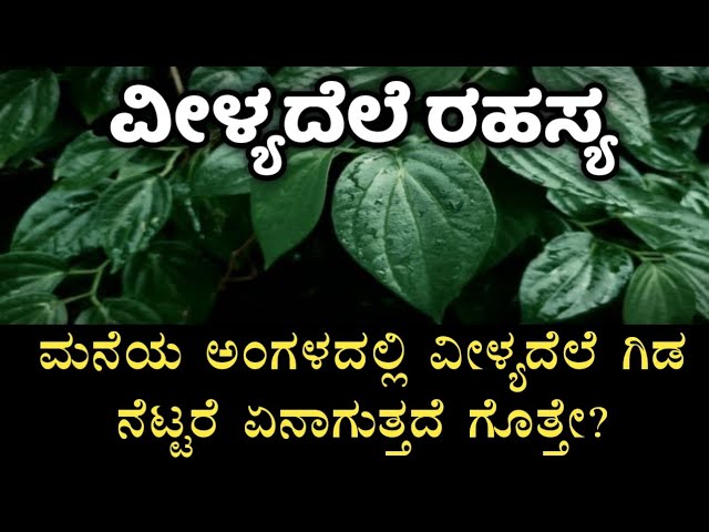 ವೀಳ್ಯದೆಲೆಯಲ್ಲಿ ಯಾವ ಯಾವ ದೇವರ ಸಾನಿಧ್ಯವಿದೆ? | Importance of betel leaf