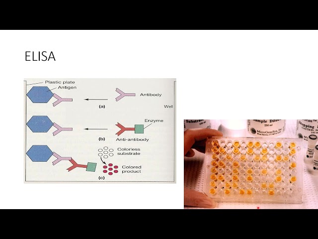 Serological techniques