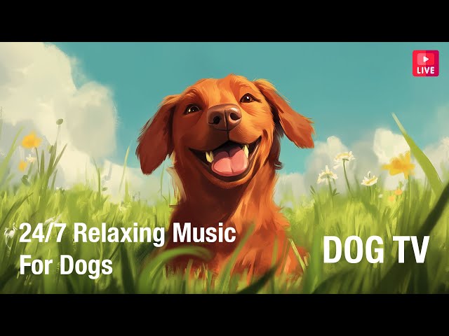 🔴 24/7 Ambient Music for Dogs to Relax