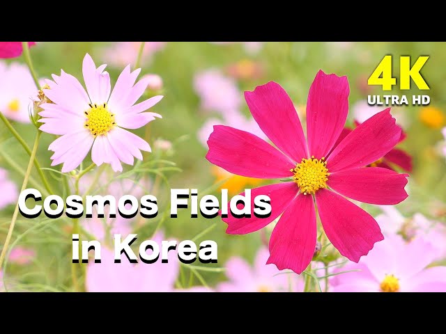 4K Video | Beautiful cosmos fields in korea | Autumn nature footage