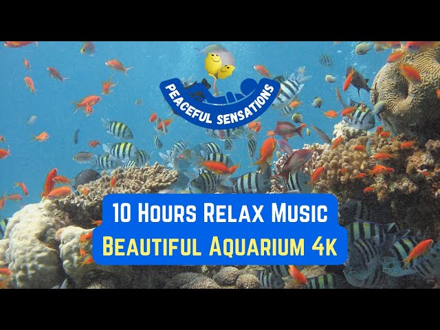 10 Hours Relax Music, Beautiful Aquarium 4k, meditation peace of mind, meditation positive energy