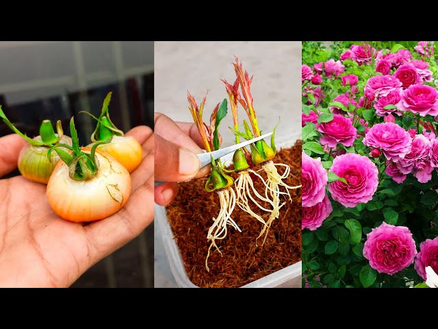 Amazing idea for grow rose plant at home from buds || Best & Easy method for home gardening