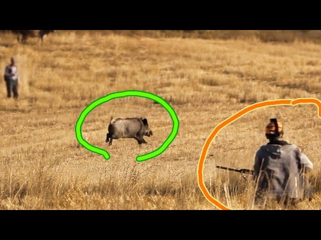 Muhteşem Domuz Avı / Spectacular Wild Boar Hunt