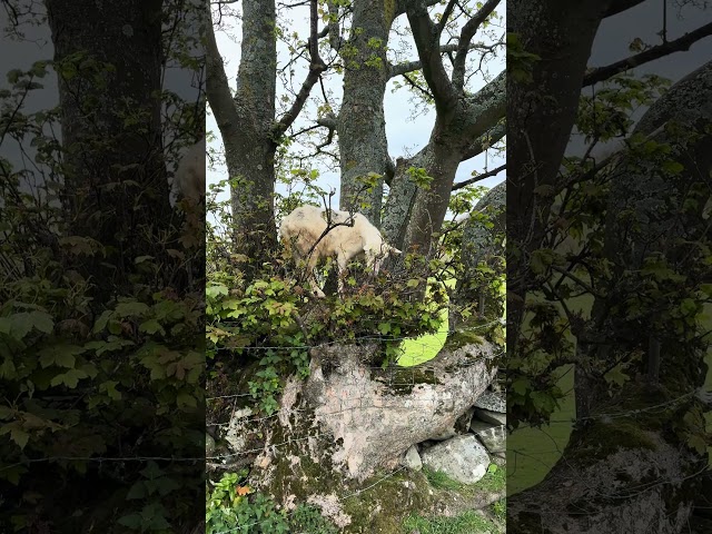 It’s not a squirrel nor a bird it’s a Goat no kidding #farming #goats #trees #viralshorts