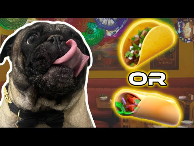 Do Pugs Like Mexican Food? Cute & Funny Dog Reactions!