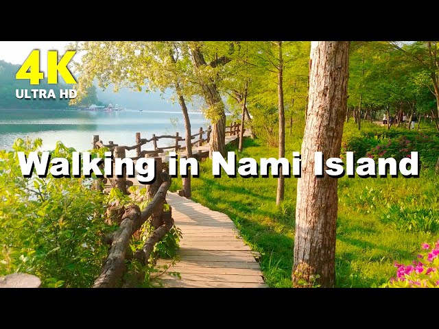 Morning Walking | Nami Island forest | South Korea Nature | Relaxing sounds & video