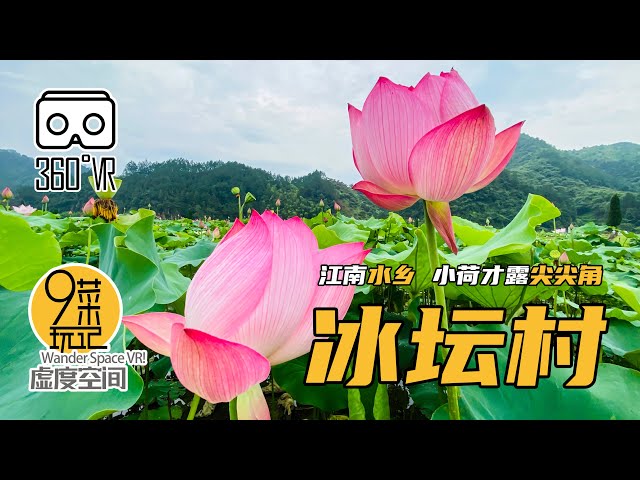 【360° VR】金华·冰坛村 | 小荷才露尖尖角，早有蜻蜓立上头，成片的荷花开的正盛，阿九走到了荷花田中央｜九菜玩记（20200709）Lotus