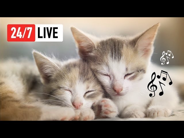 Music for Cats 🔴 Calm Cat Music for Sleep, Mood and Anti-Anxiety 24/7