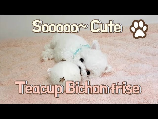 Teacup Bichon frise attack the toy! so cute - Teacup puppies KimsKennelUS