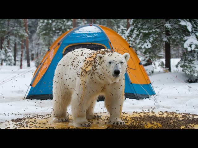 The story of a polar bear eating honey and being attacked by millions of bees, it calls for help